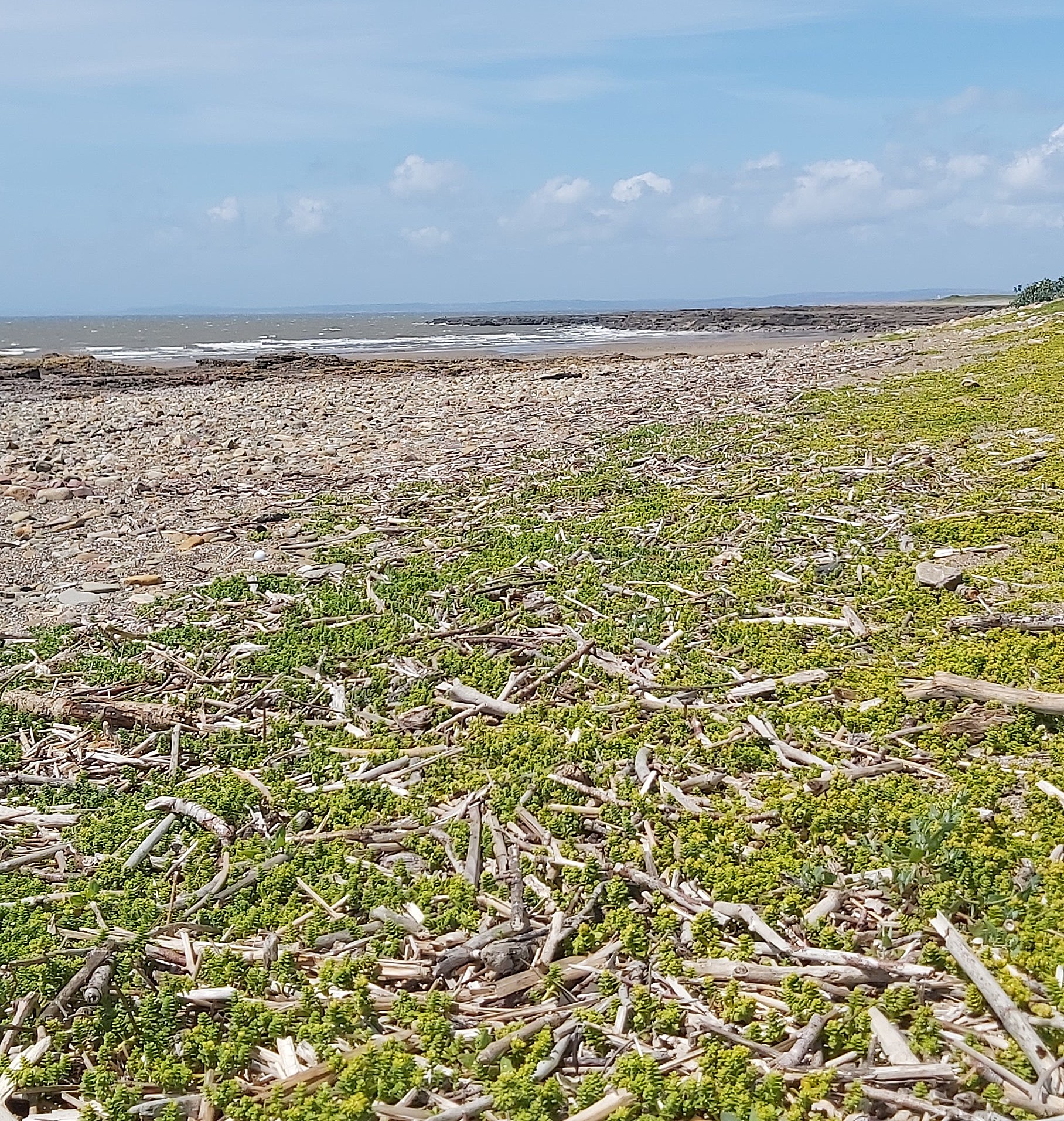 Driftwood scattered across Pink Bay at low tide
